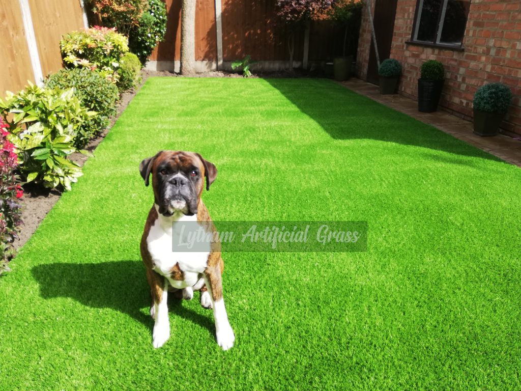 Dog-on-artificial-grass-lytham-st-annes