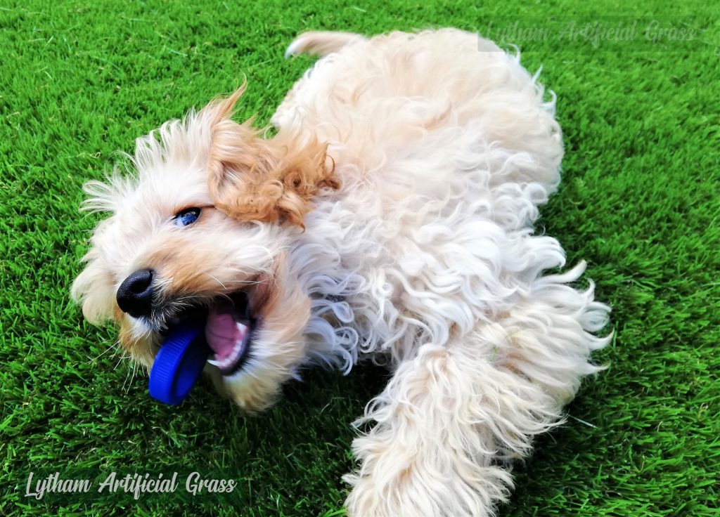 Lythan-St-Annes-Artificial-Grass-for-Dogs